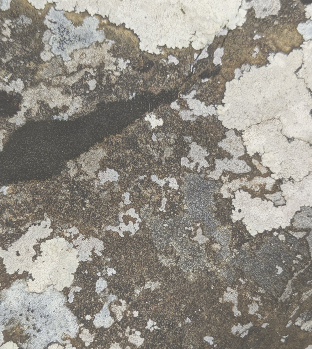 Cover art for Monica Brooks – Suite